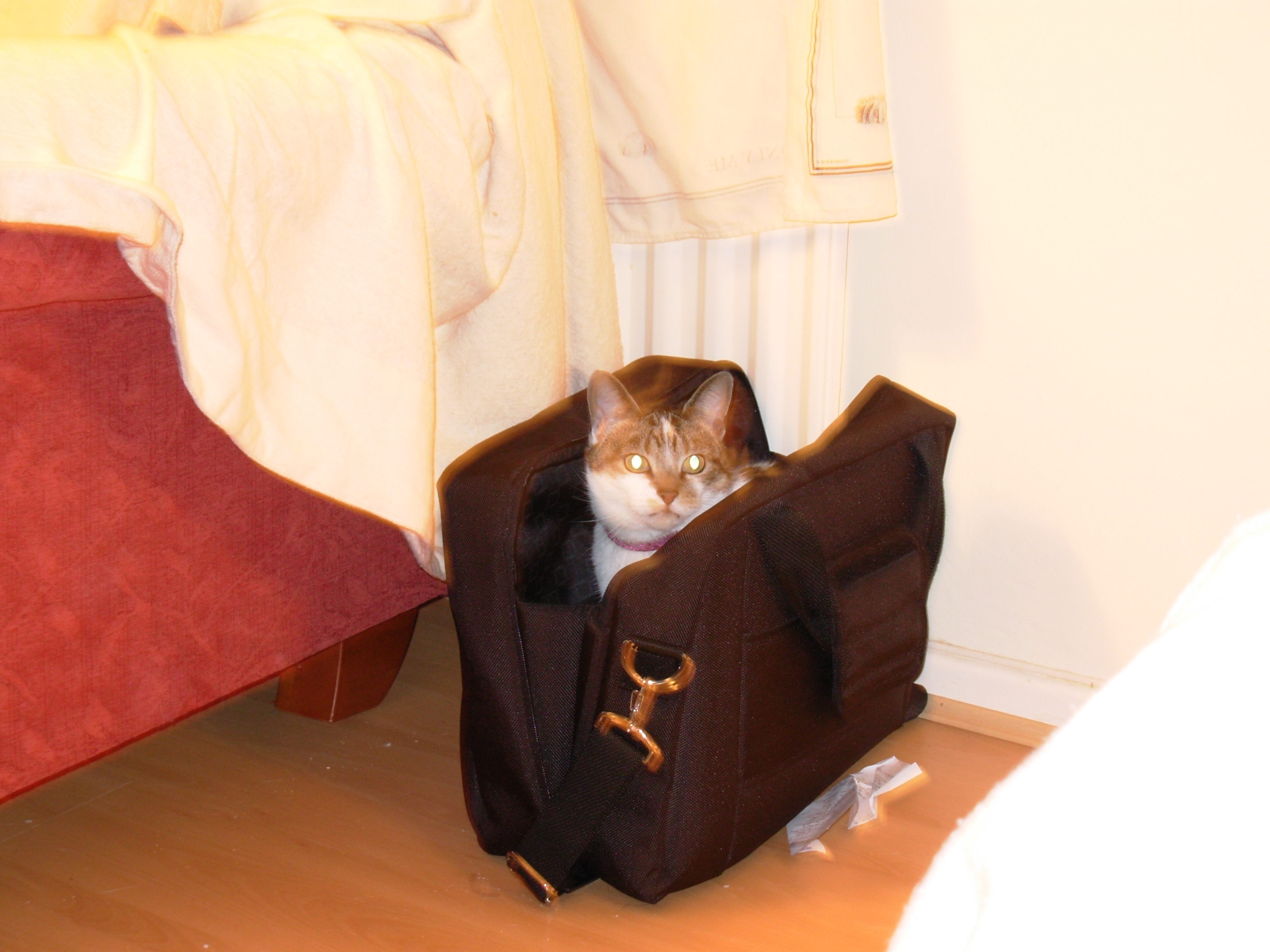 Cleo in a bag